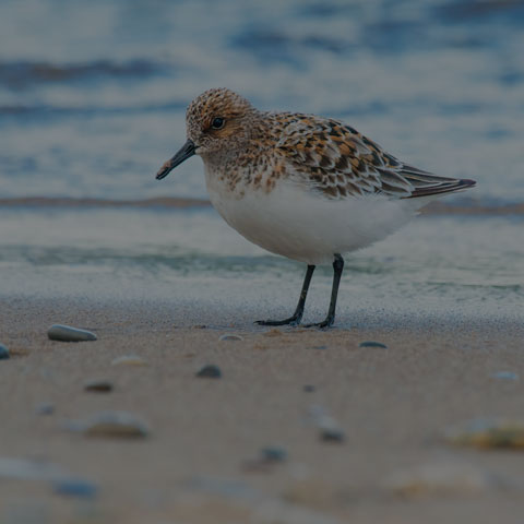 Sanderling