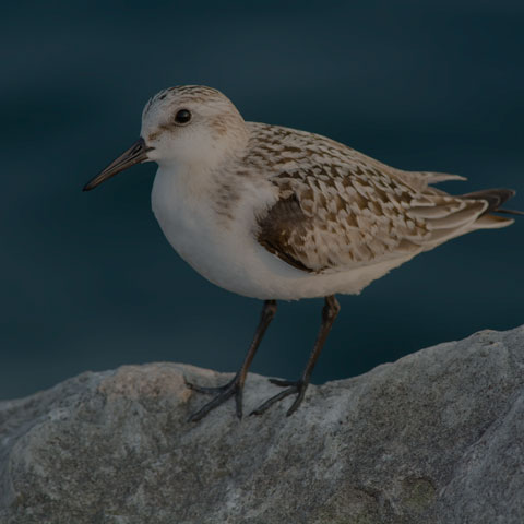 Sanderling