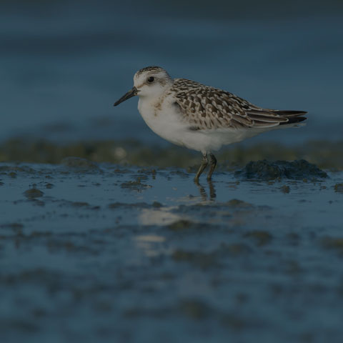 Sanderling