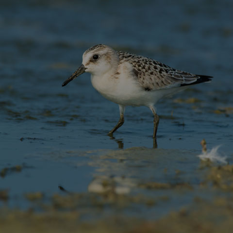 Sanderling