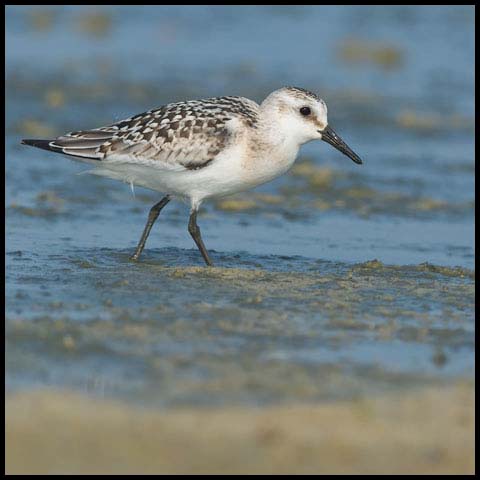 Sanderling