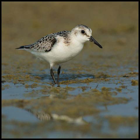 Sanderling