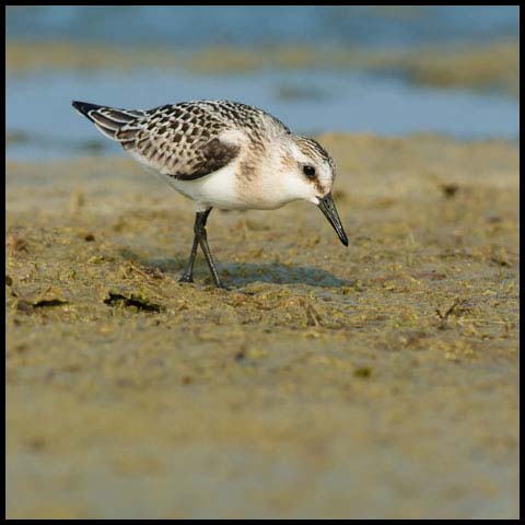 Sanderling