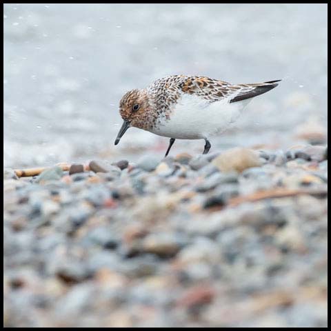 Sanderling