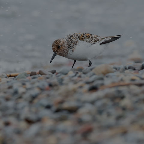 Sanderling