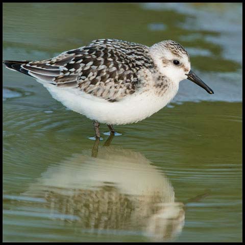 Sanderling