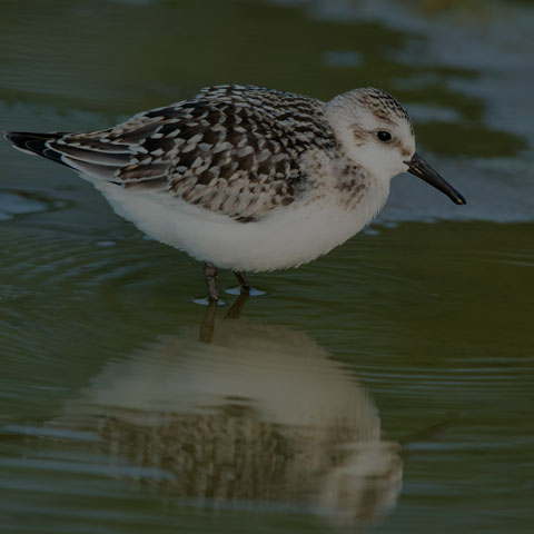 Sanderling