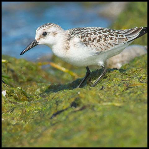 Sanderling