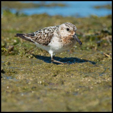 Sanderling