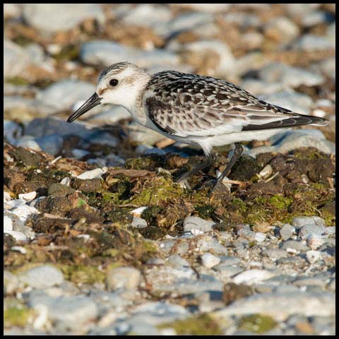 Sanderling