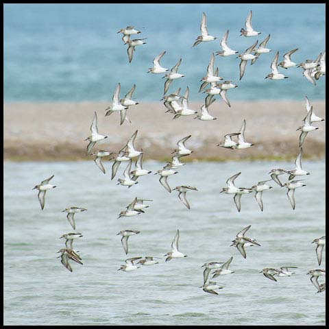 Semipalmated Sandpiper