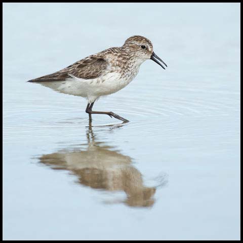 Semipalmated Sandpiper