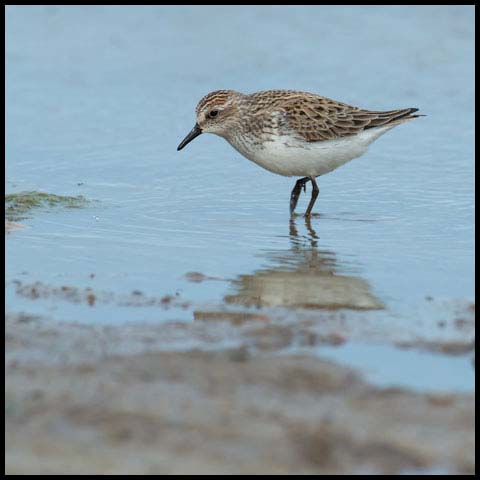 Semipalmated Sandpiper