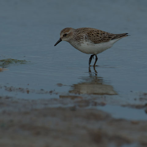 Semipalmated Sandpiper