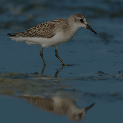 Semipalmated Sandpiper
