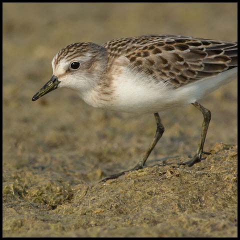 Semipalmated Sandpiper