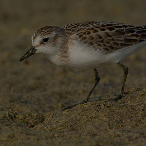 Semipalmated Sandpiper