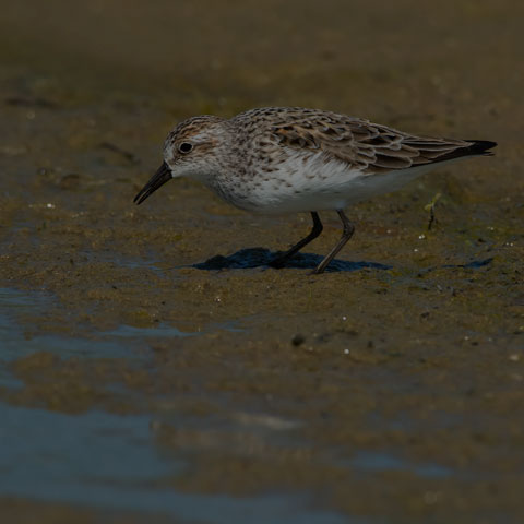 Semipalmated Sandpiper