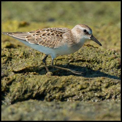 Semipalmated Sandpiper