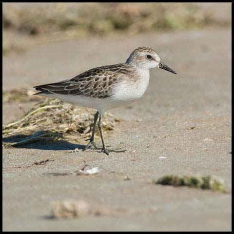 Semipalmated Sandpiper