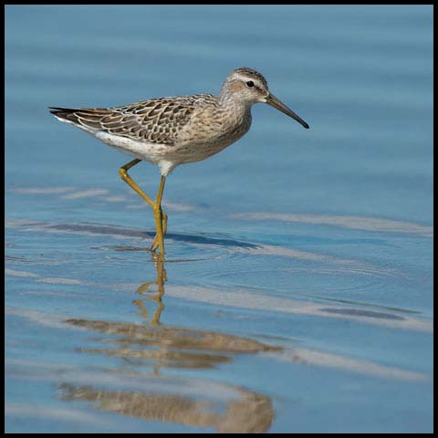 Stilt Sandpiper