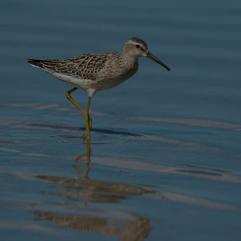 Stilt Sandpiper