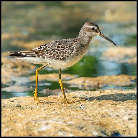 Stilt Sandpiper