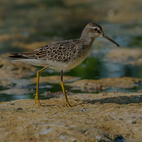 Stilt Sandpiper
