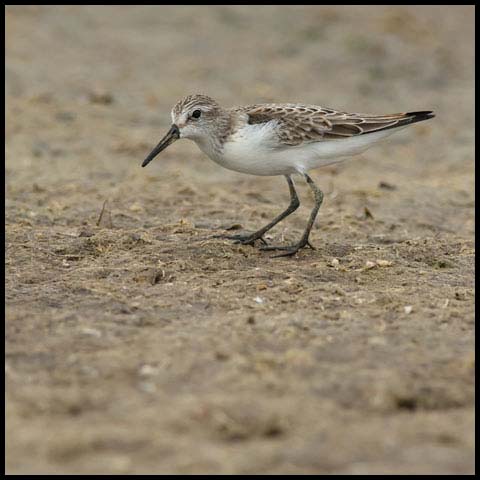 Western Sandpiper