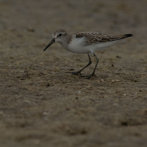 Western Sandpiper