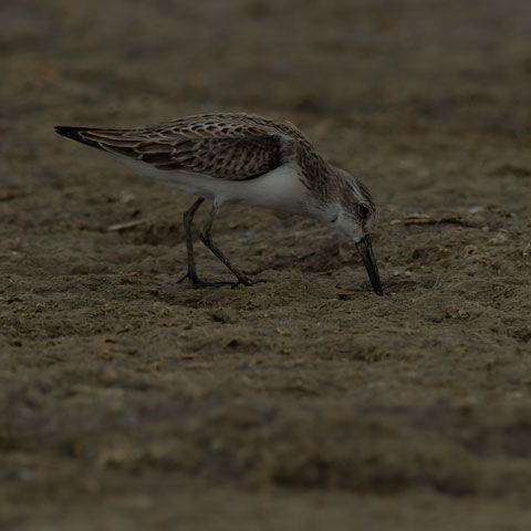 Western Sandpiper