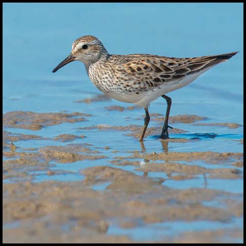White-rumped Sandpiper