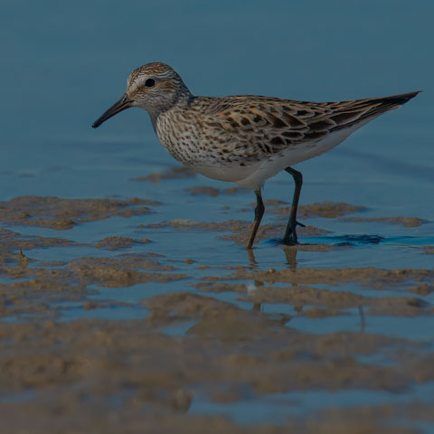 White-rumped Sandpiper