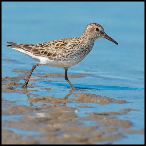 White-rumped Sandpiper