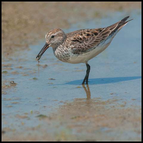 White-rumped Sandpiper