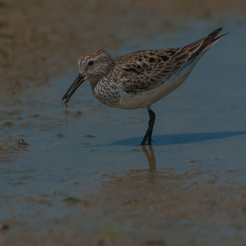 White-rumped Sandpiper