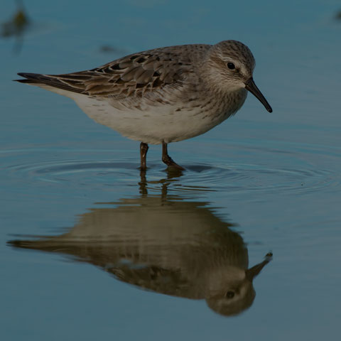 White-rumped Sandpiper