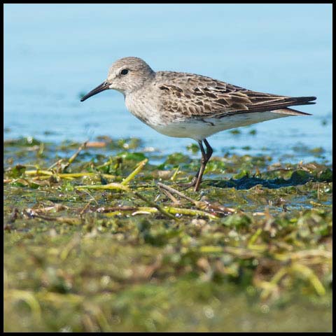 White-rumped Sandpiper