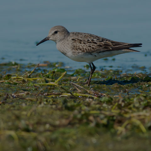 White-rumped Sandpiper
