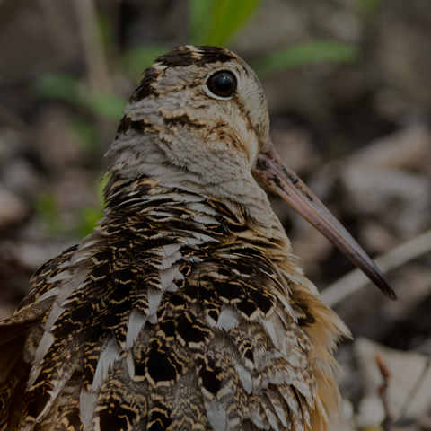 American Woodcock