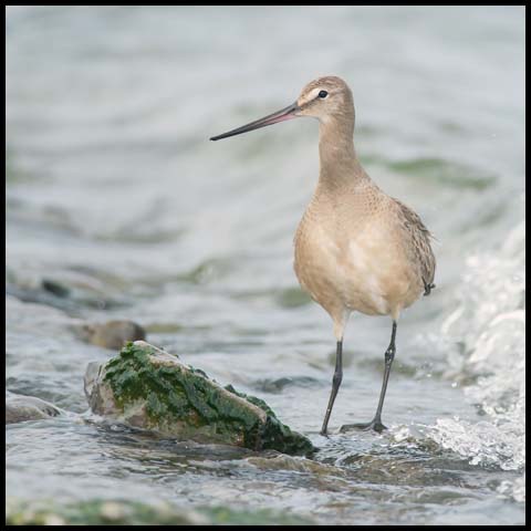 Hudsonian Godwit