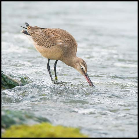 Hudsonian Godwit