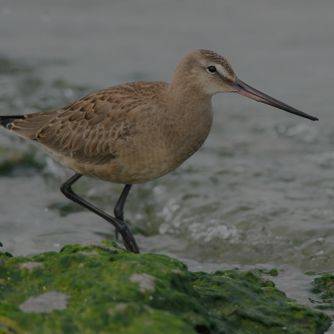 Hudsonian Godwit