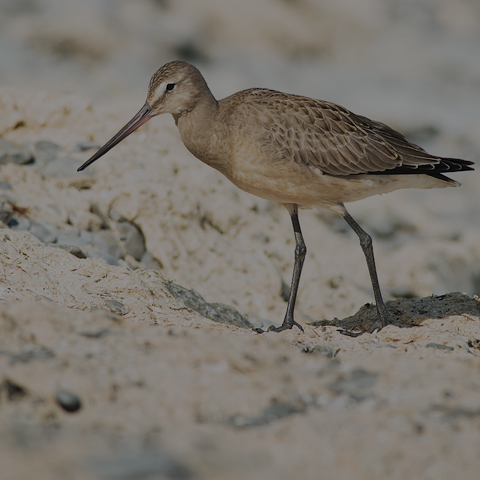 Hudsonian Godwit