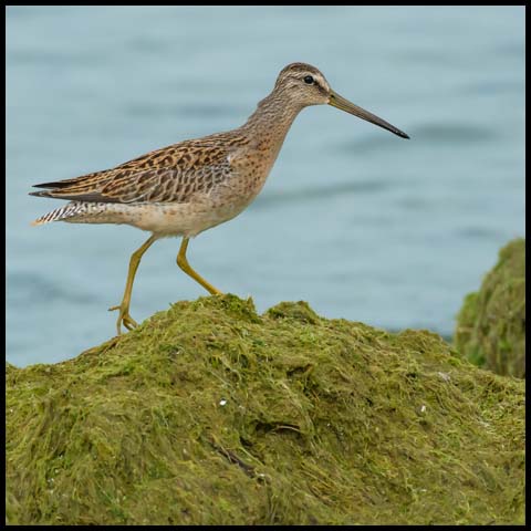 Short-billed Dowitcher