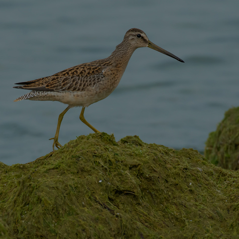 Short-billed Dowitcher