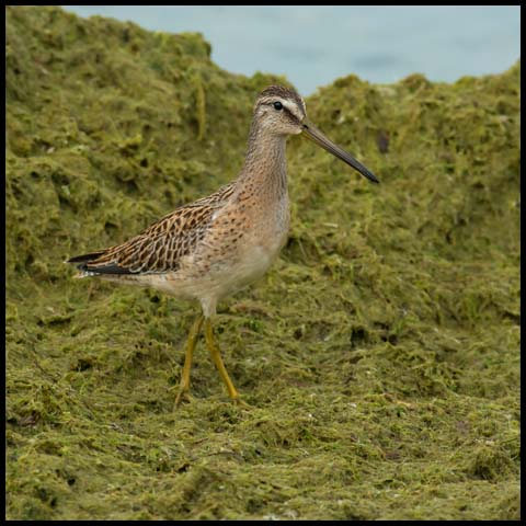 Short-billed Dowitcher