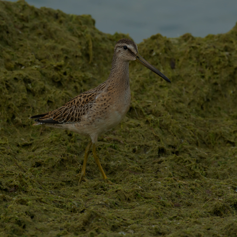 Short-billed Dowitcher