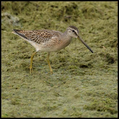 Short-billed Dowitcher