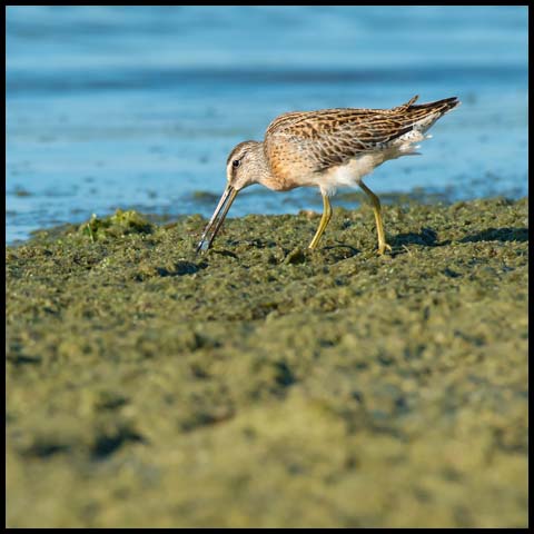 Short-billed Dowitcher